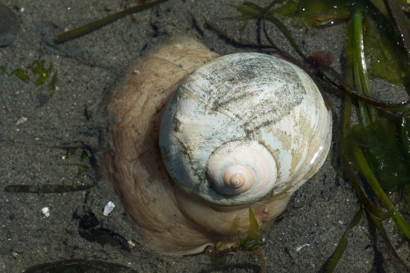 King and Snohomish County low tide discoveries, 2015