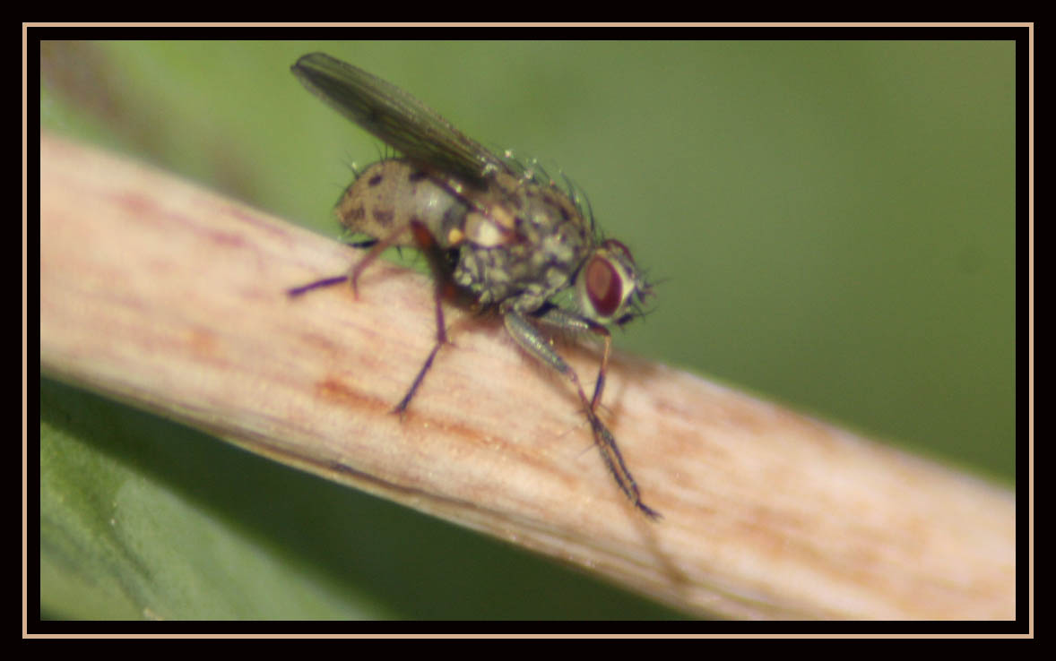 Large Greenish Fly
