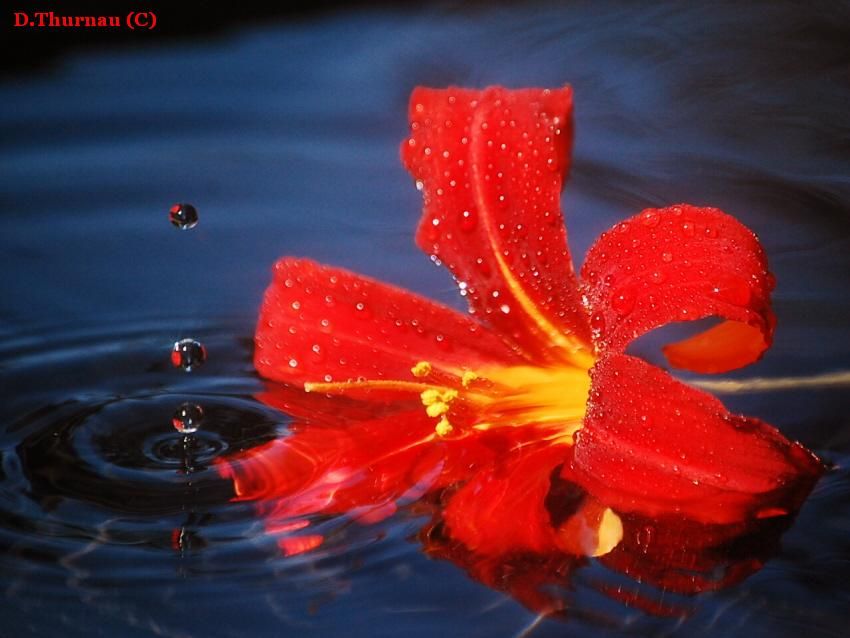 lily in water