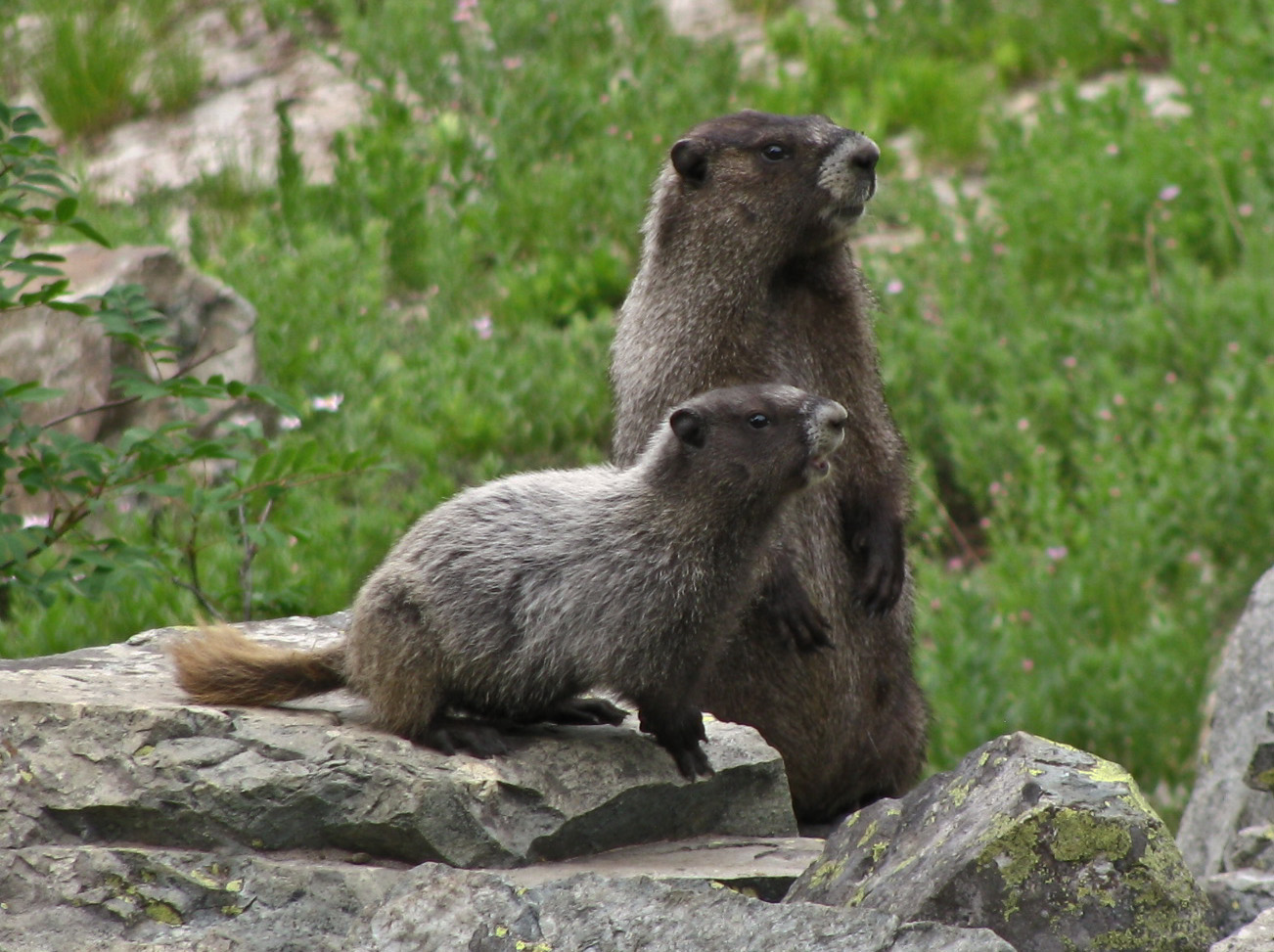 Marmot Family