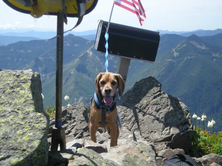 My Dog on Mailbox Peak