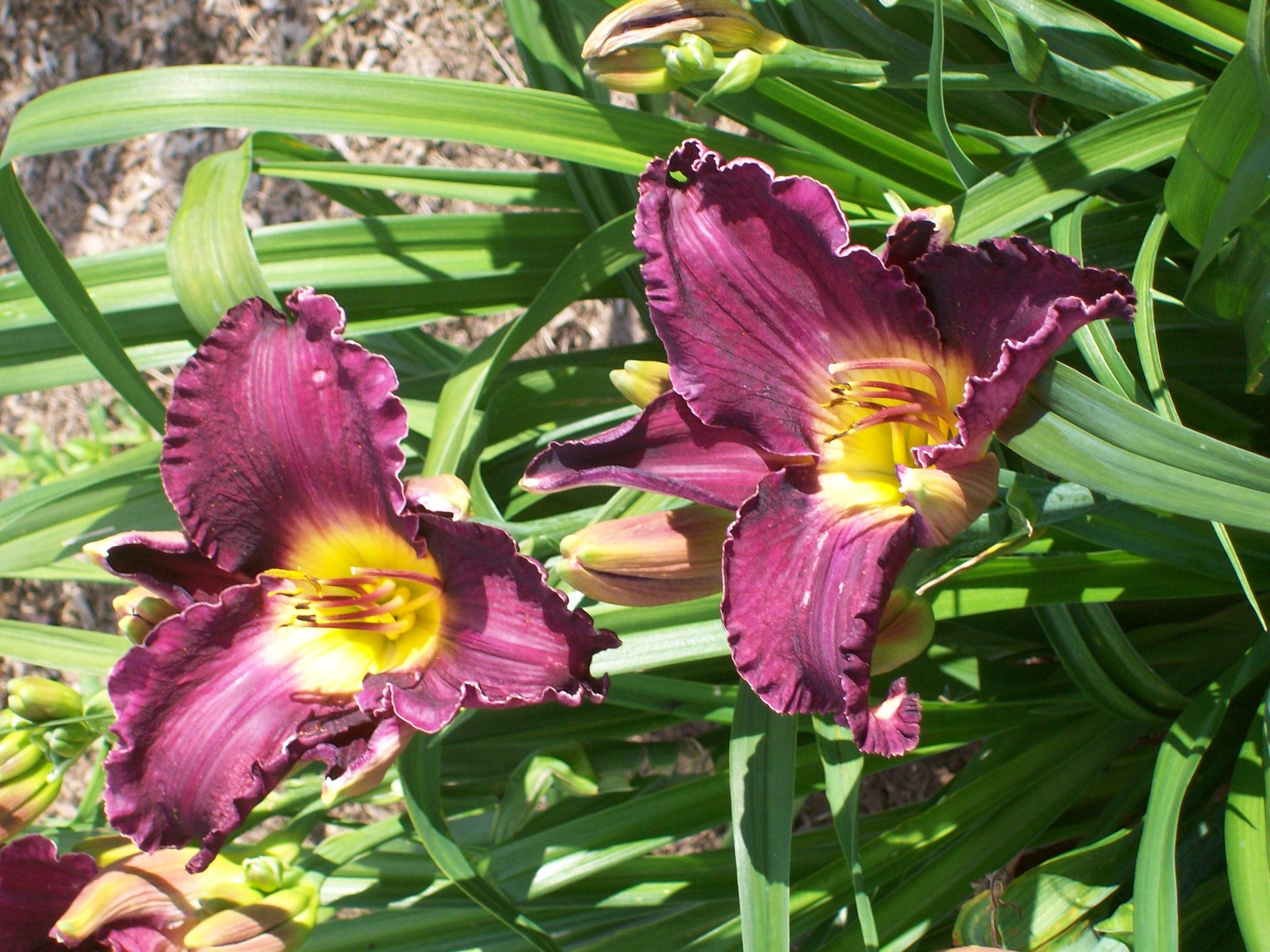 new variety of Day lily