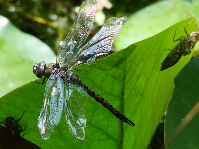 Newly-Emerged Dragonfly