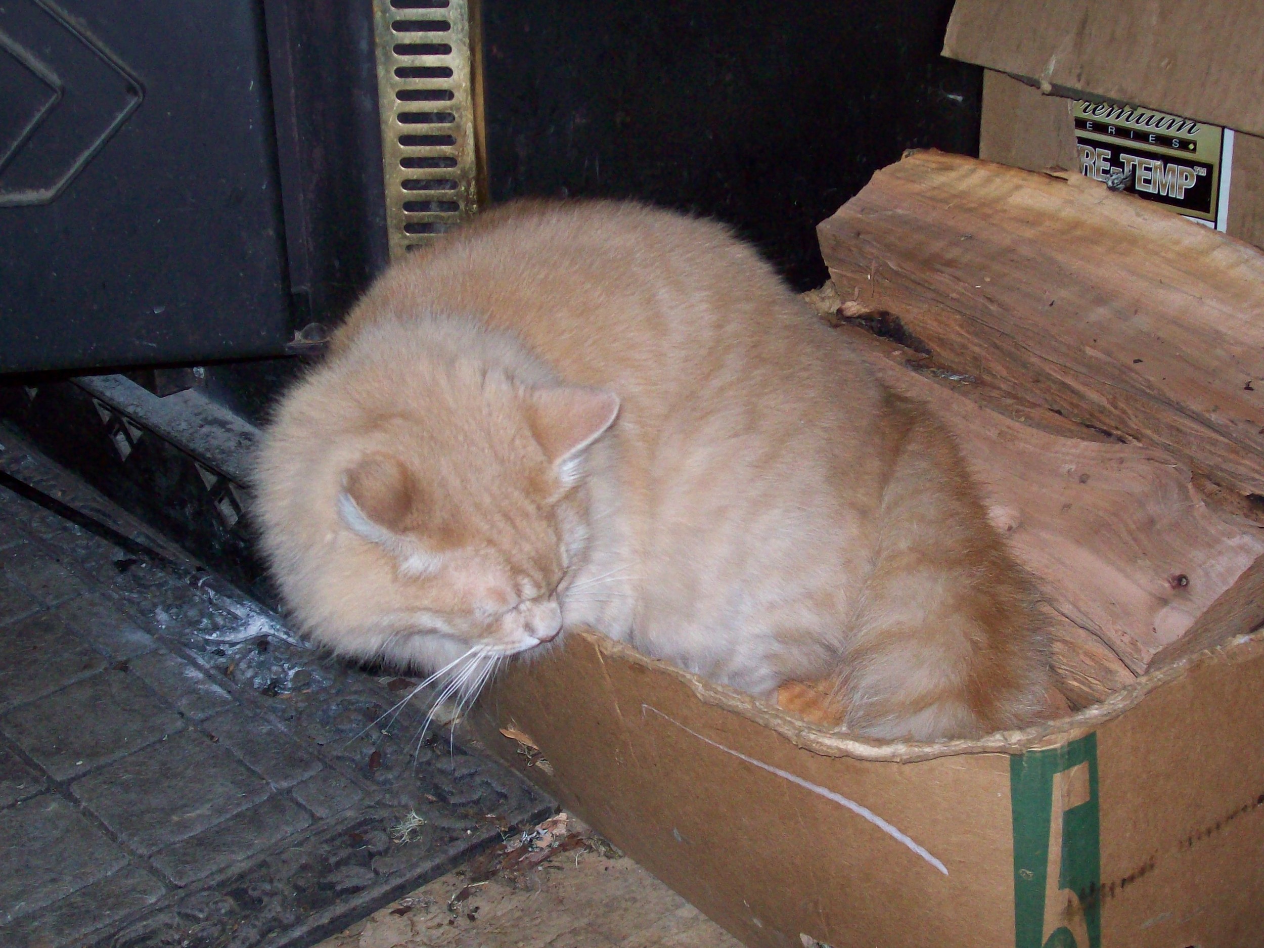 No box, to big or small Or to full for the Fat Cat