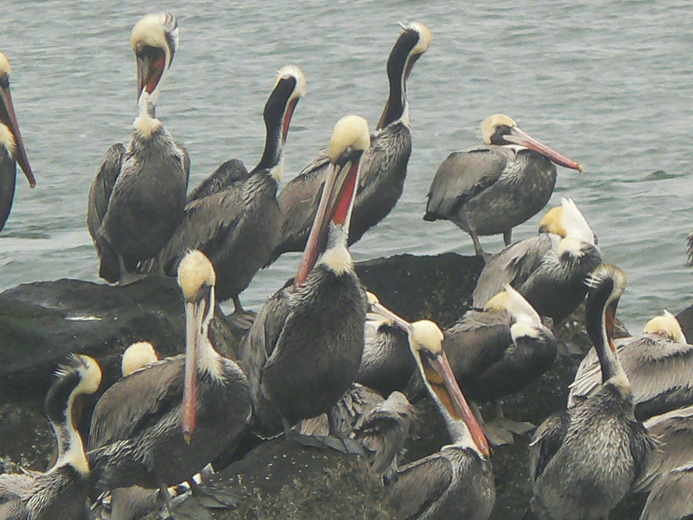 Pelicans at Newport