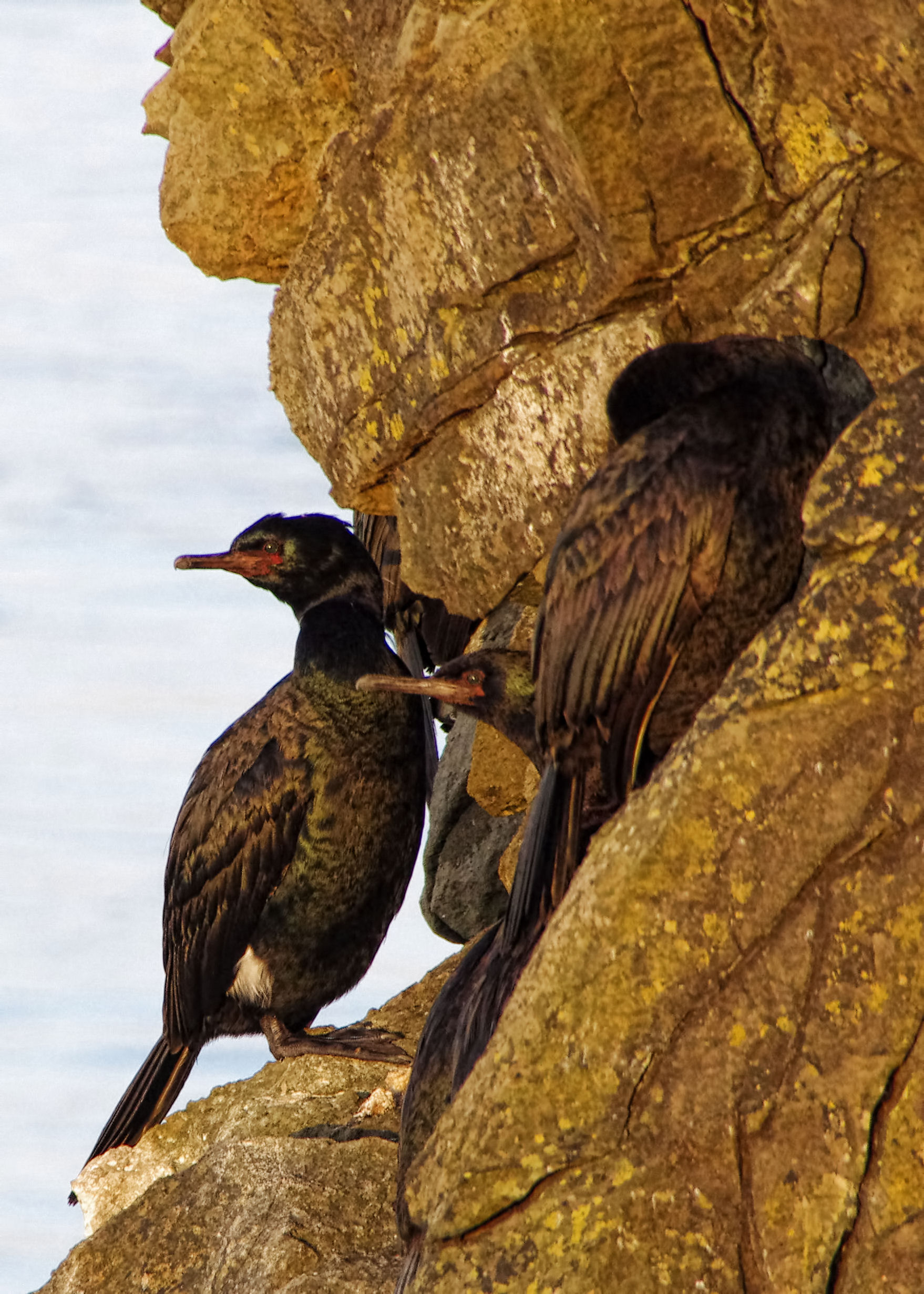 Peligac cormorant