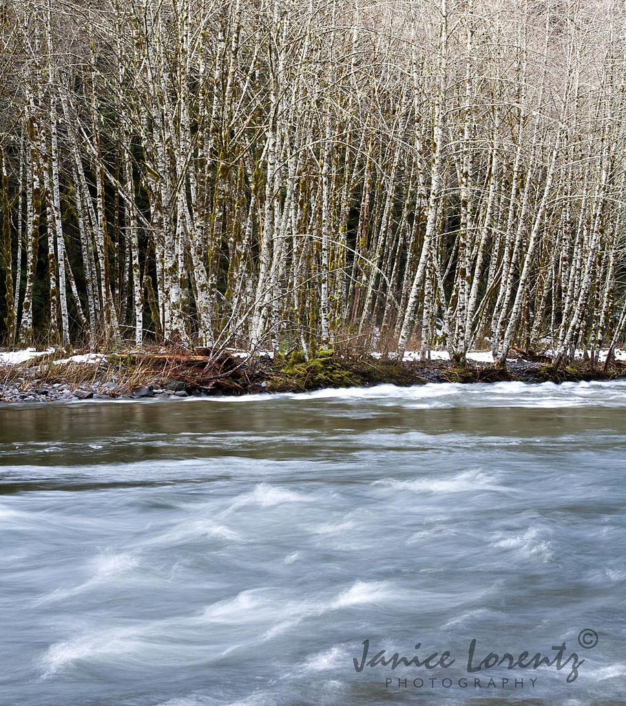 Red Alder on a February Day - Salmon River, OR