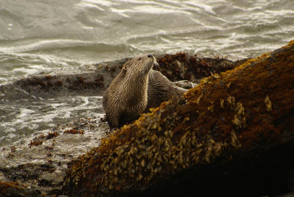 River otter  on the rocks