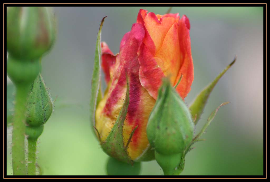 Rose Buds and Bloom