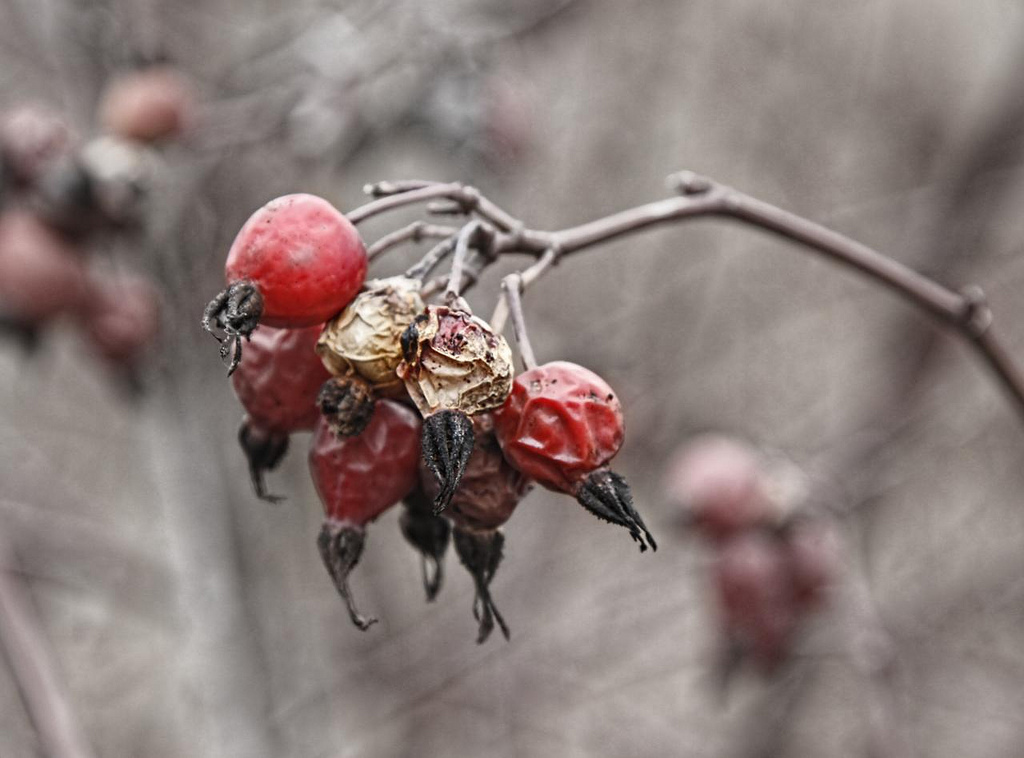 Rose Hips - So hip they are cool.