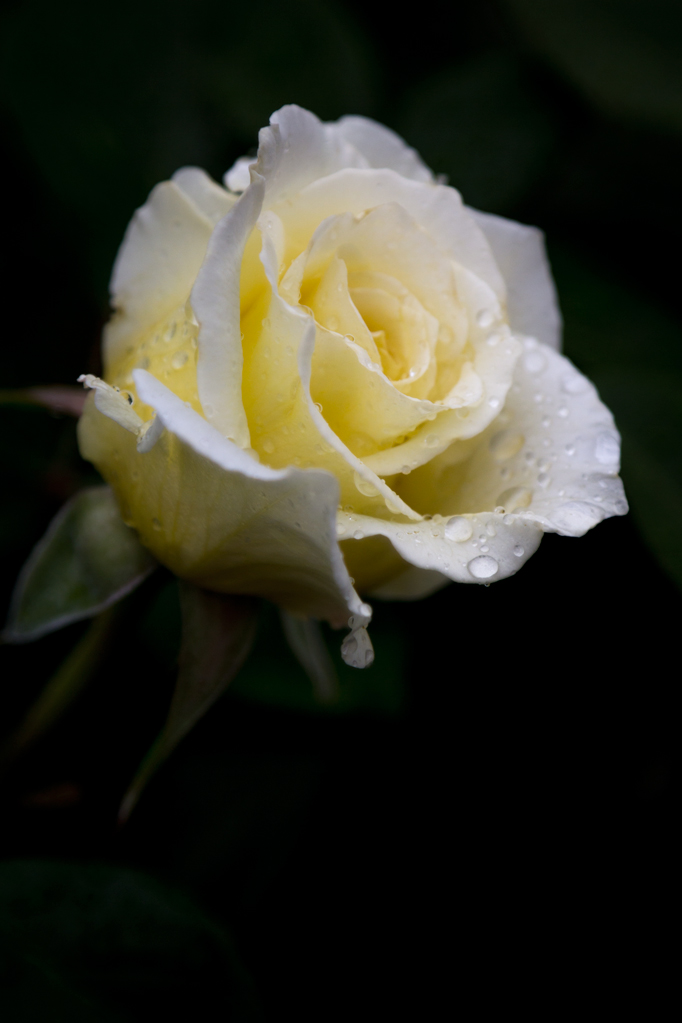 Rose White Licorice