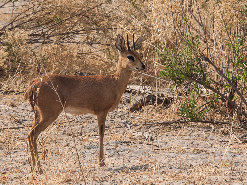 Steenbok on alert
