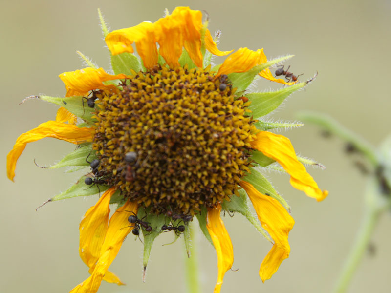 Sunflower and ants