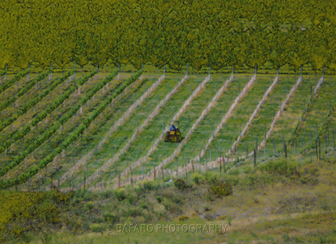 Tending the vineyard