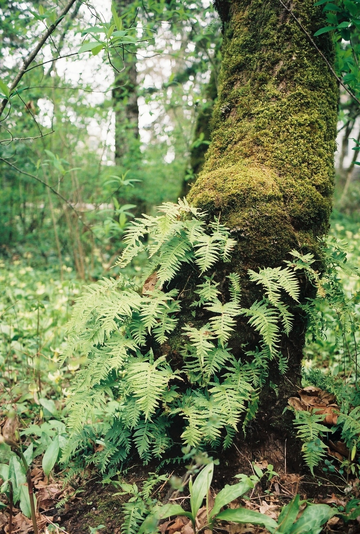 Tree with Ferns