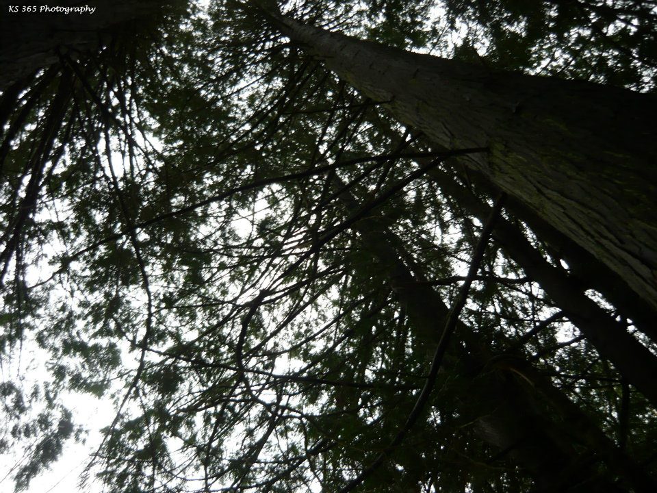 Washington's Trees.