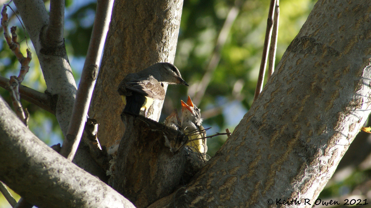 Western Kingbird Nest