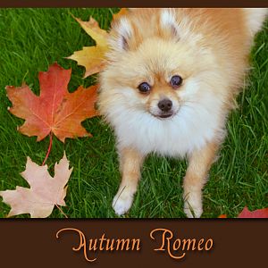 Autumn Romeo
