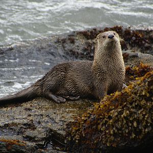 River otter  on the rocks