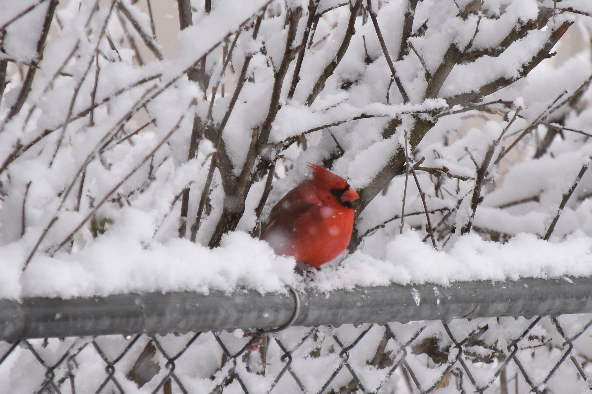 Cardinal in Snow_2_041620.JPG